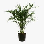 درختچه هلندی