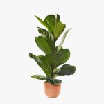 گل بنفشه آفریقایی